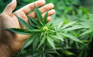 cannabis cultivation
