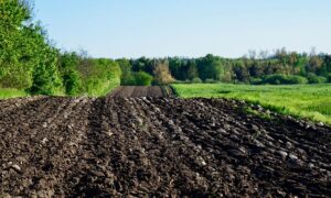 soil